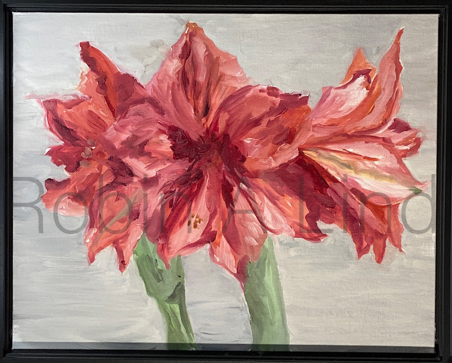 Amaryllis